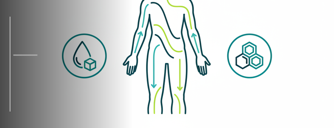 Professional medical illustration of human metabolism and insulin resistance concepts in teal line art style