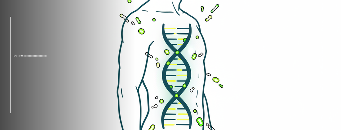 Modern medical line-art of DNA and cellular energy representing NAD+ and NMN anti-aging science.